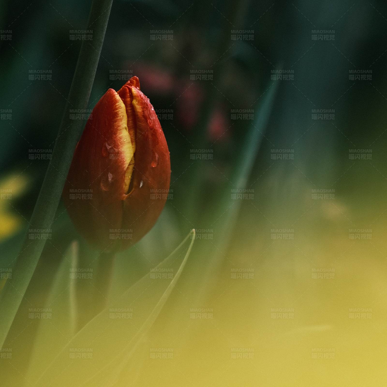 晨露中的红色郁金香图片