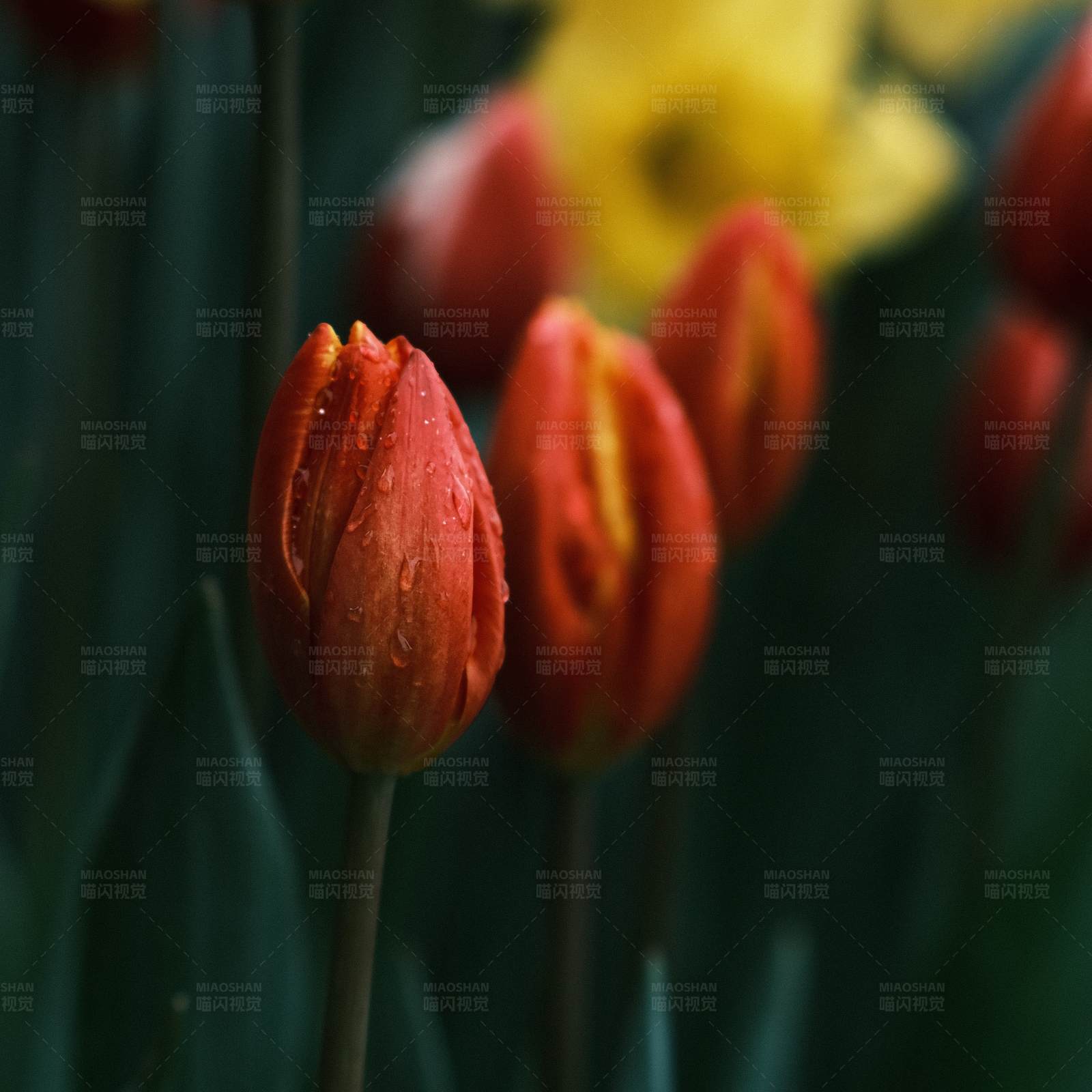 雨后郁金香图片
