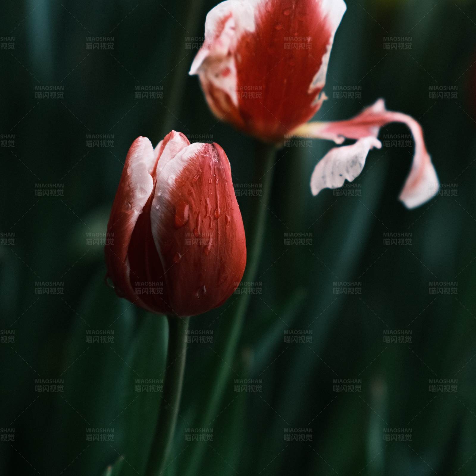 雨后郁金香图片