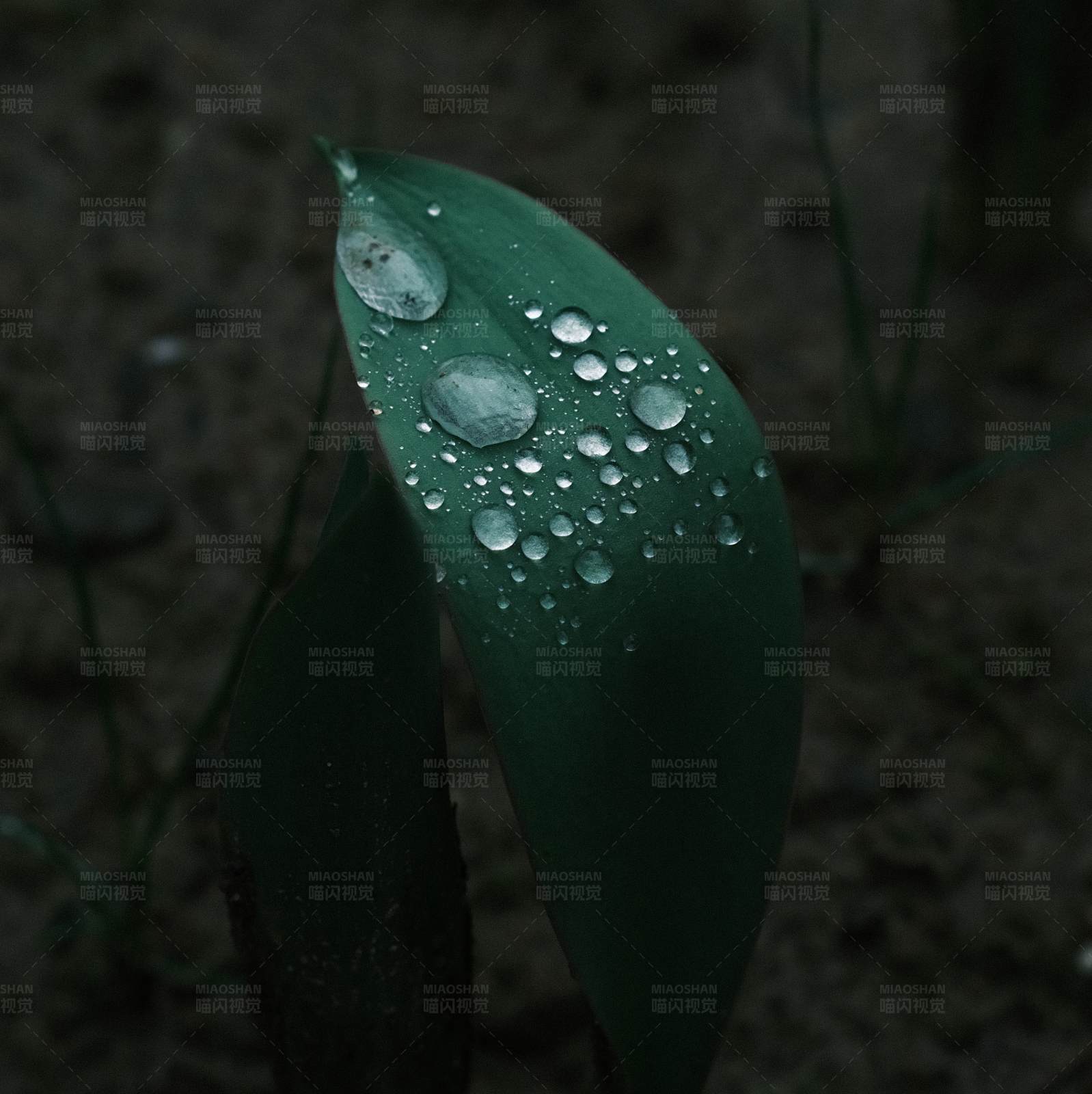 雨后郁金香图片