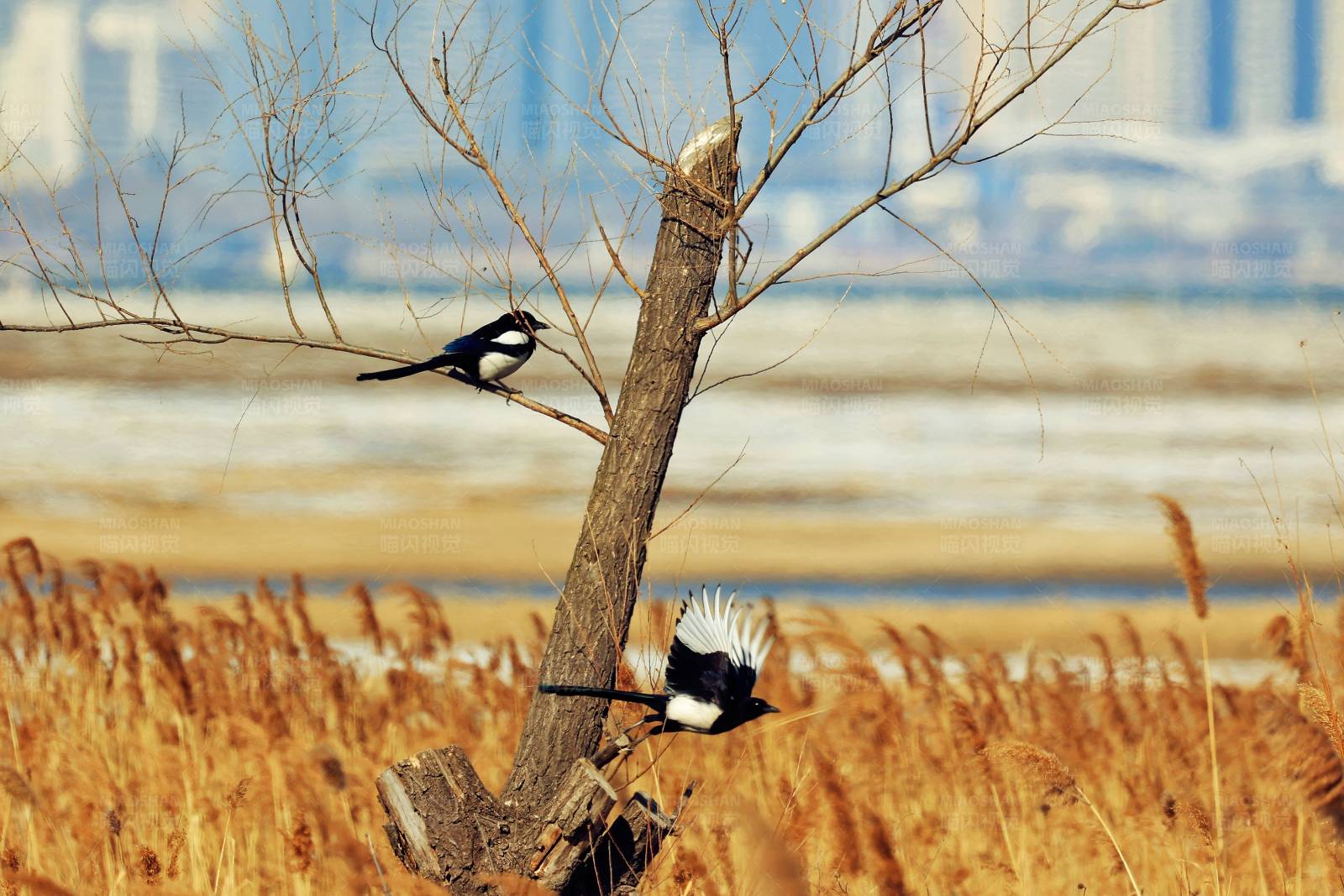 双喜临门 北戴河湿地图片