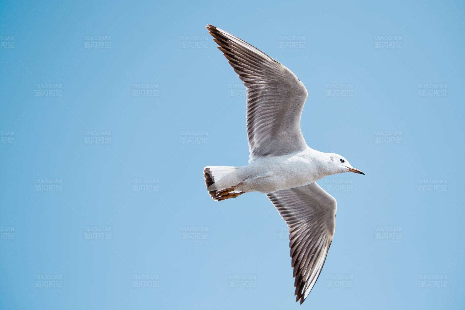 翱翔蓝天的海鸥图片