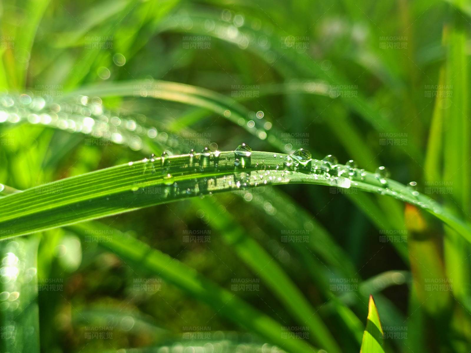 晨露晶莹 绿草如茵图片