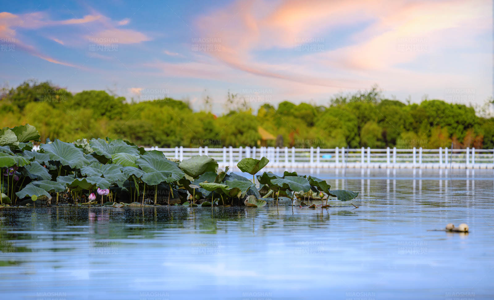 湖畔荷叶与天空倒影图片