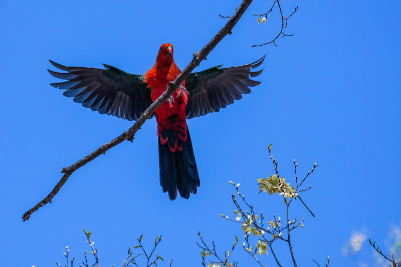 展翅高飞的鹦鹉图片