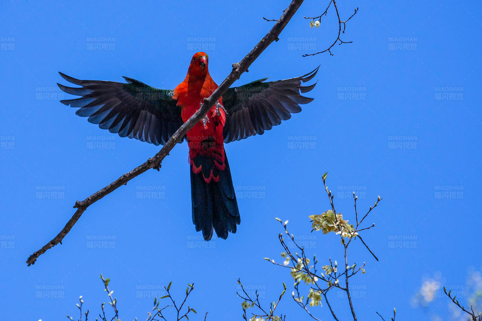 展翅高飞的鹦鹉图片