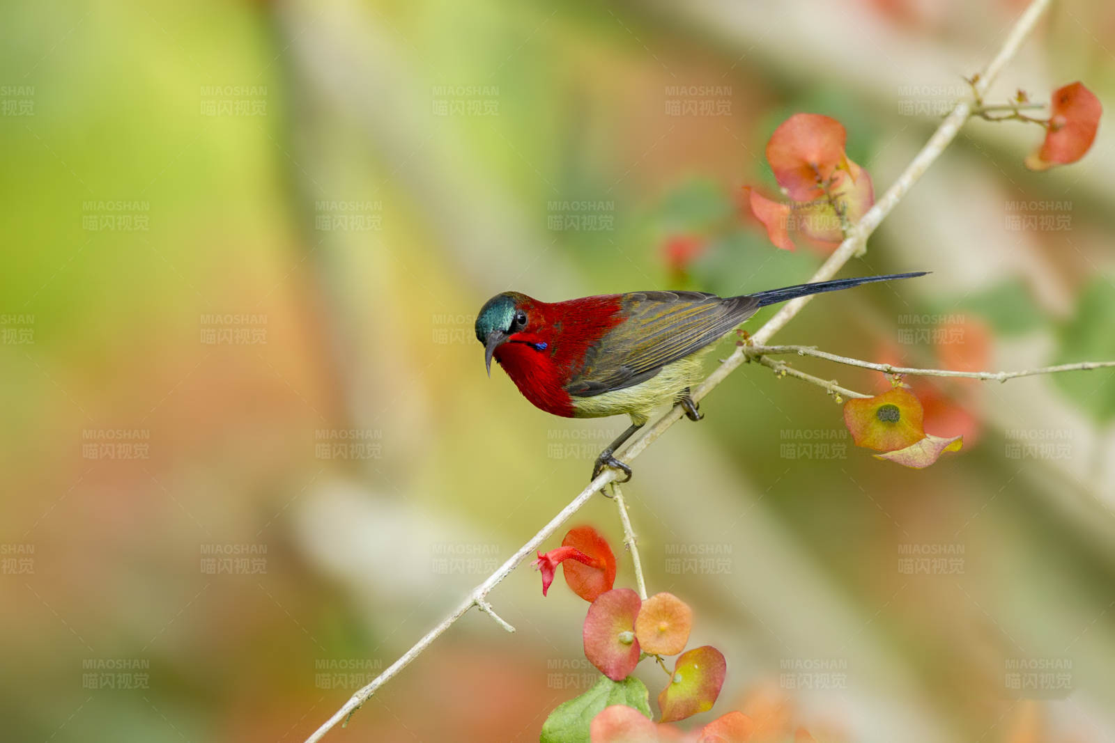红腹太阳鸟栖息花间图片
