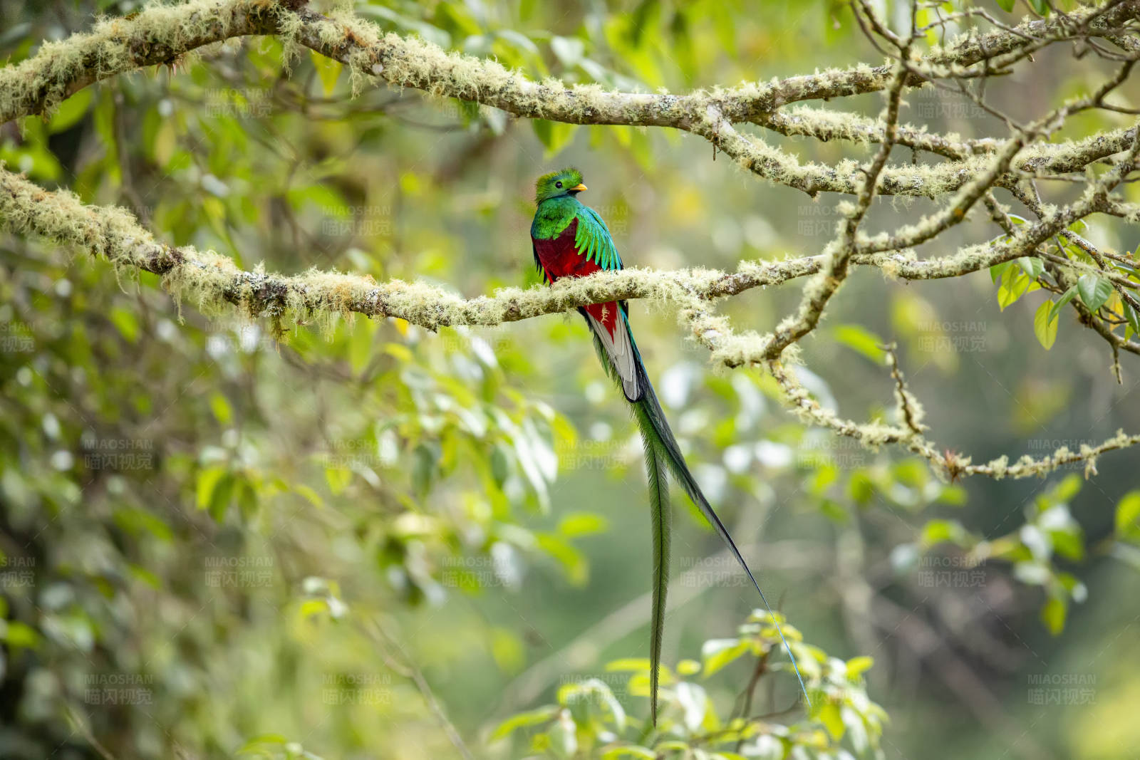 热带雨林中的华丽鸟图片