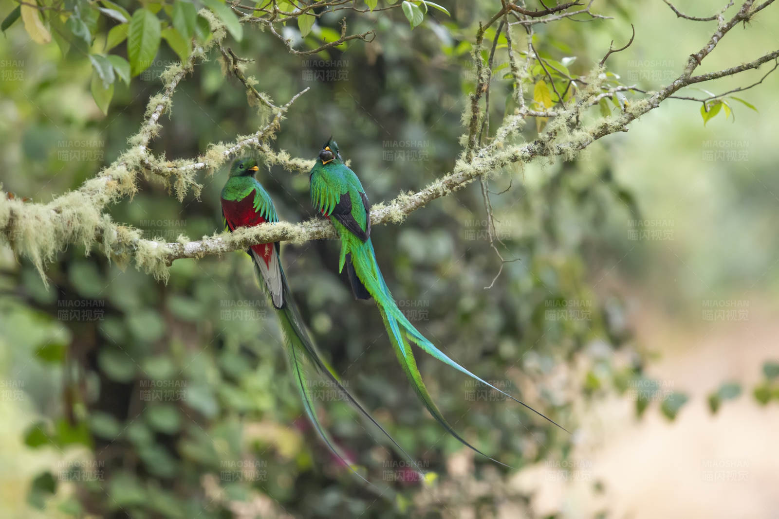 凤尾绿咬鹃栖息在树枝上图片