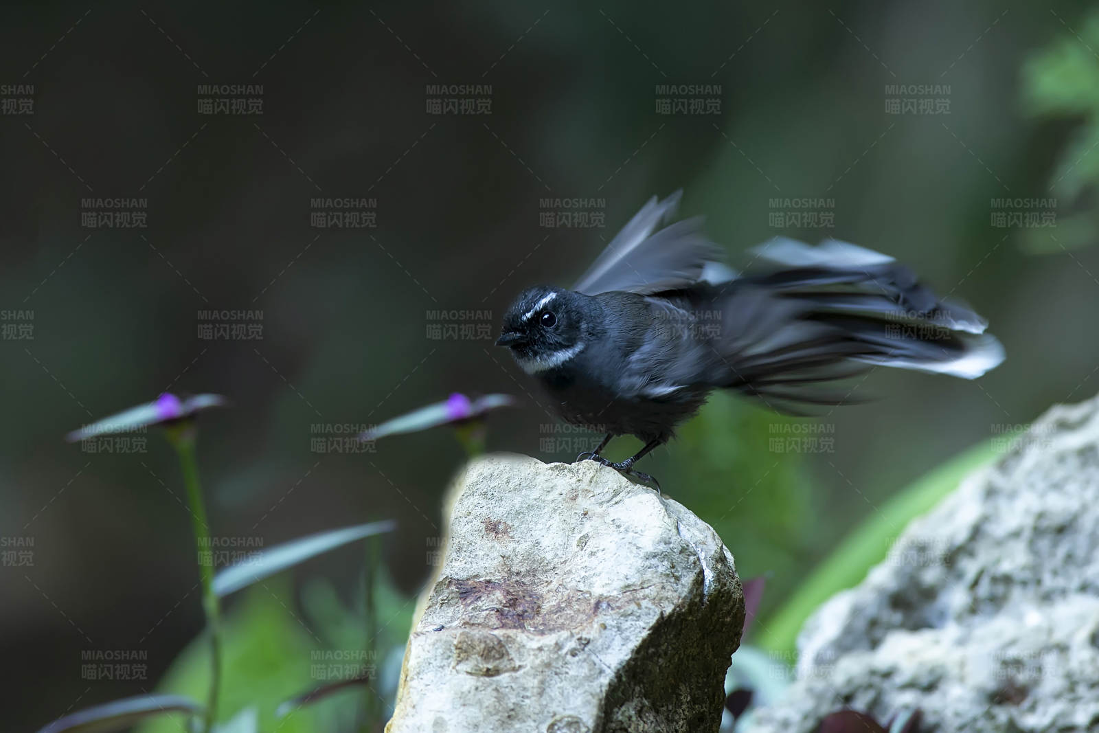 白喉扇尾鹟 石上栖息图片