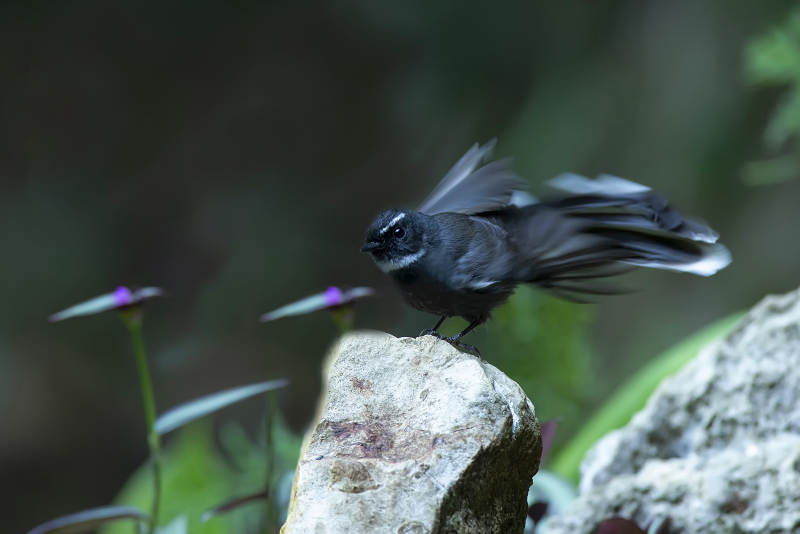 白喉扇尾鹟 石上栖息图片