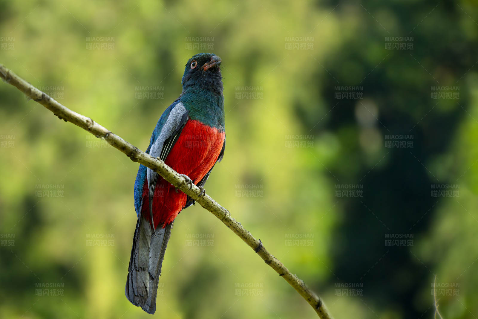 热带雨林中的彩色鸟图片