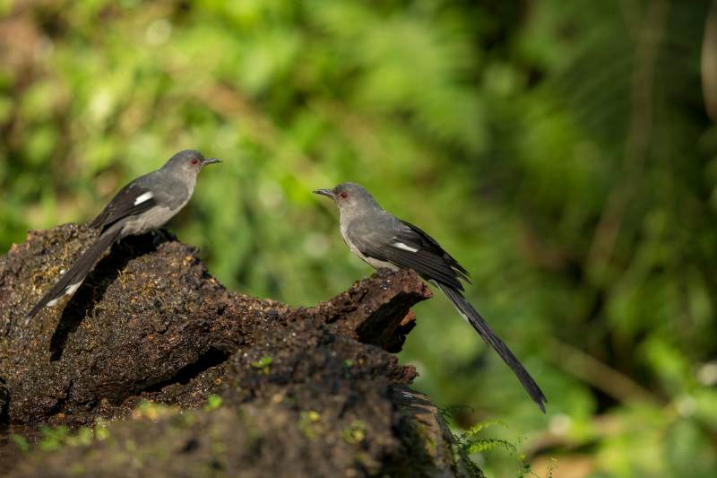 林间一双长尾奇鹛栖息图片