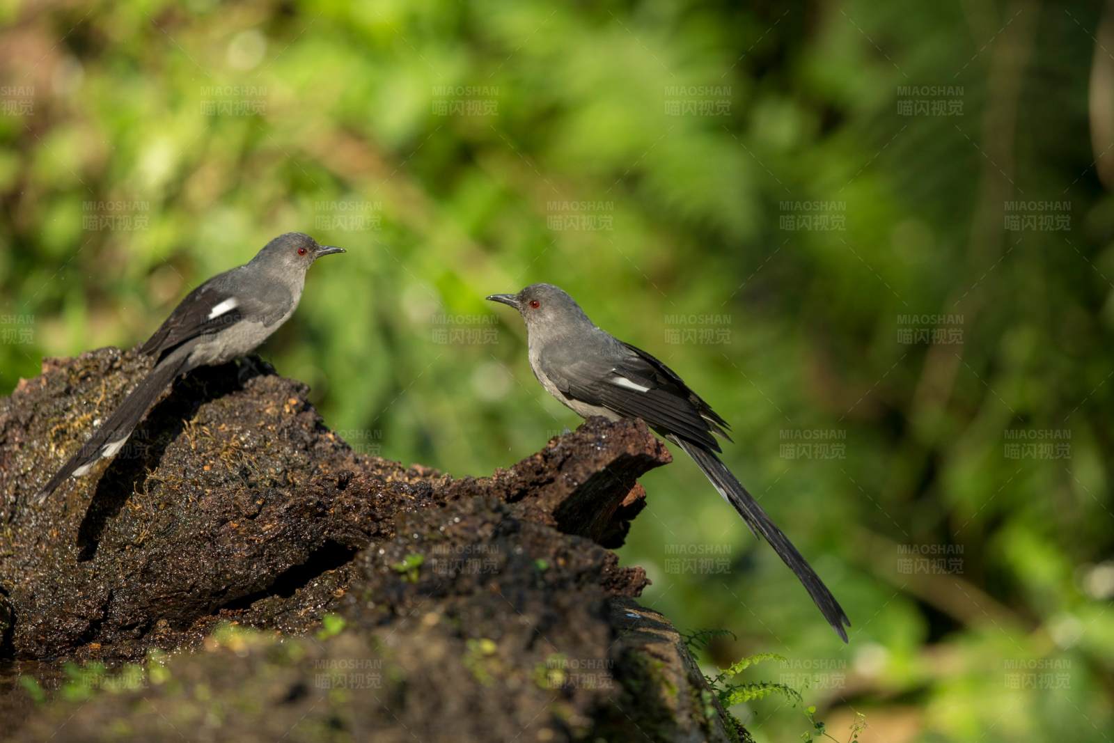 林间一双长尾奇鹛栖息图片
