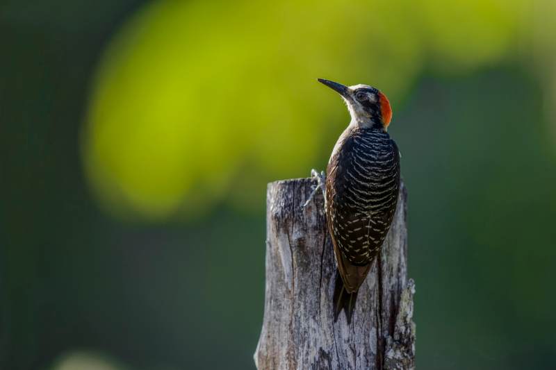 树干上的啄木鸟图片