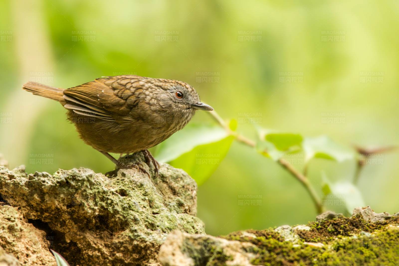 短尾鹪鹛觅食图图片