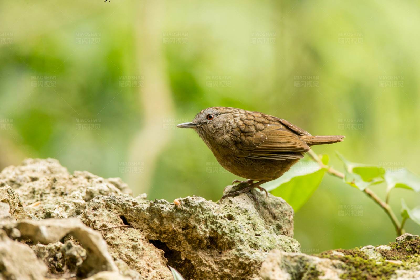 岩石上的短尾鹪鹛图片