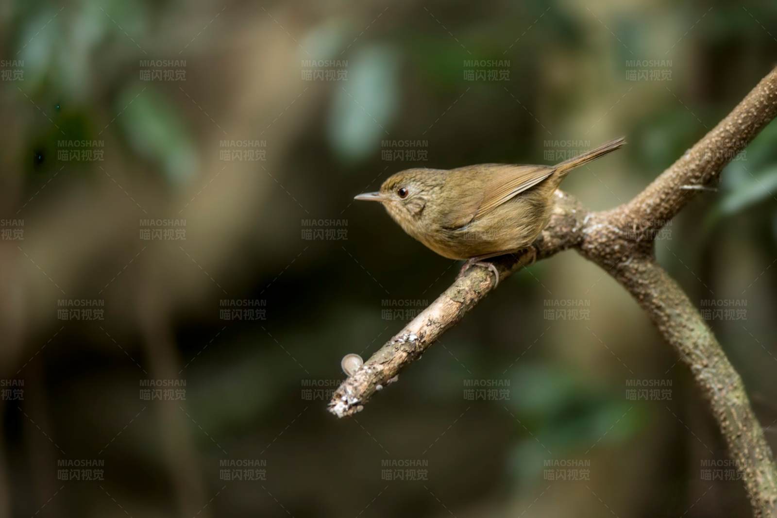 棕胸雅鹛栖息枝头图片