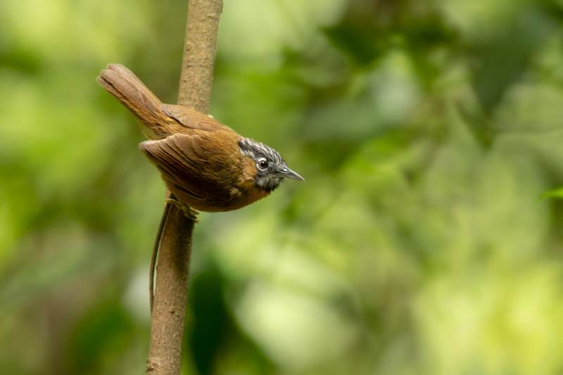 树枝上的小鸟黑头穗鹛图片