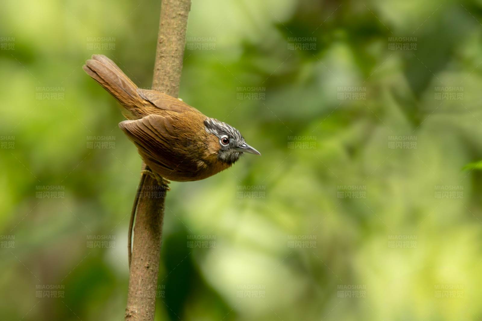 树枝上的小鸟黑头穗鹛图片
