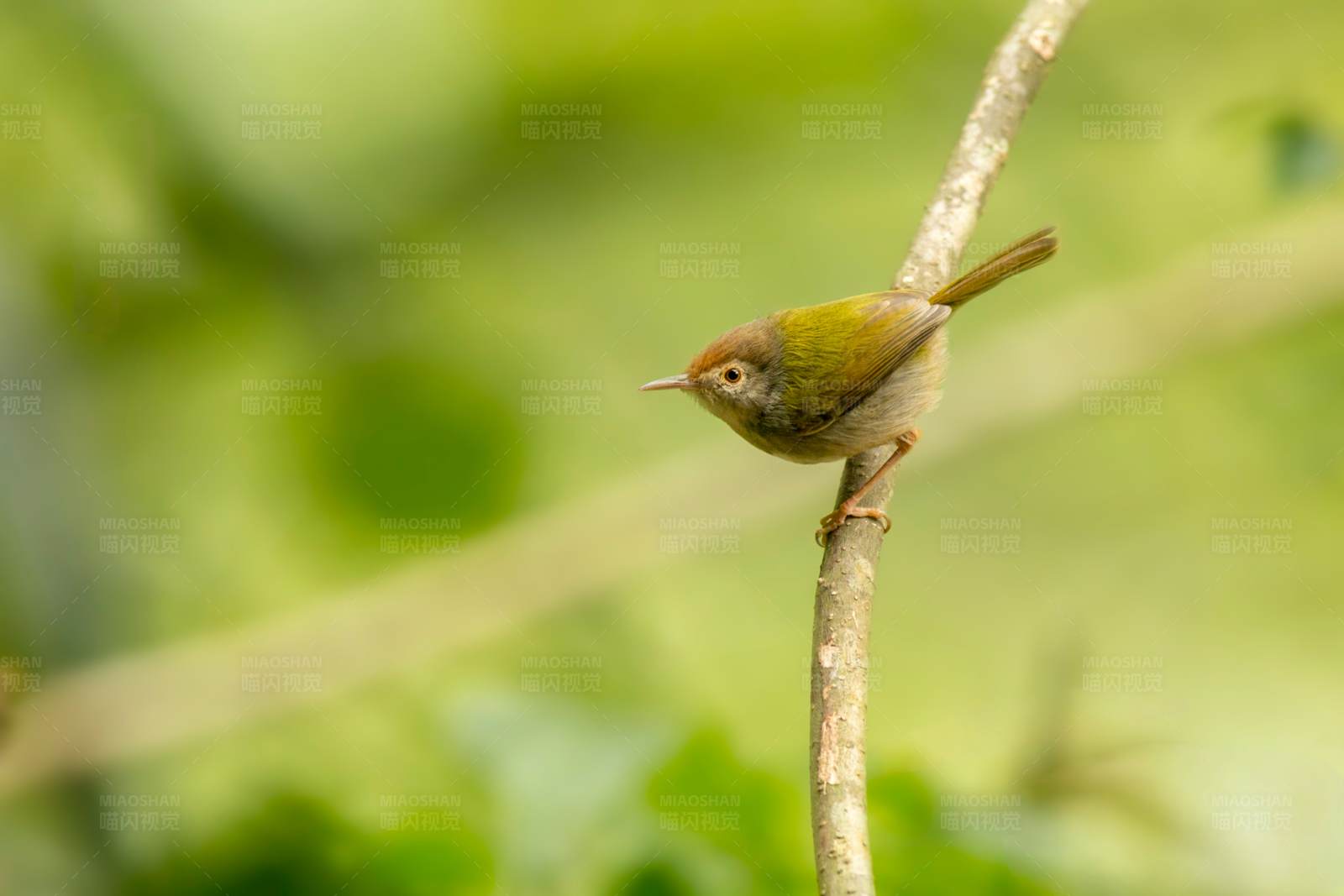 长尾缝叶莺栖息细枝头图片