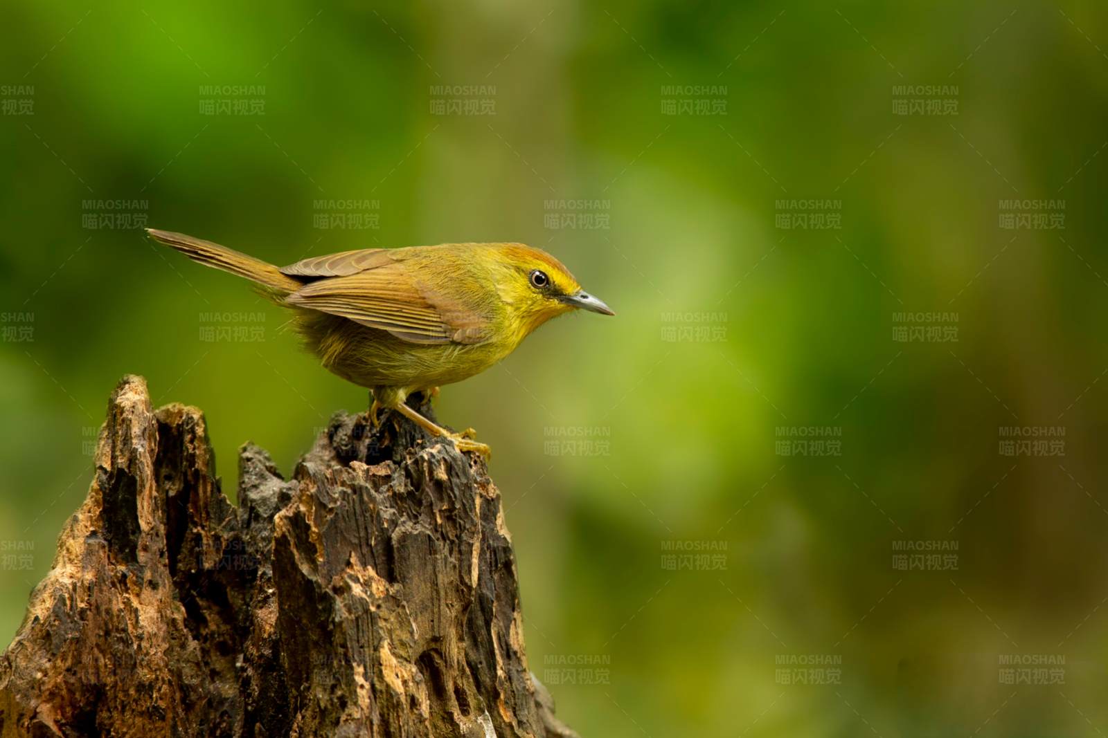 纹胸鹛栖木桩图片