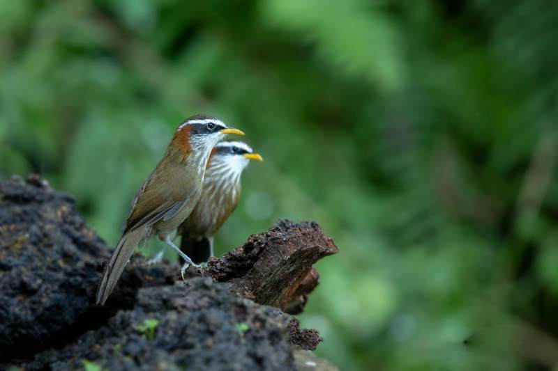 林间棕颈钩嘴鹛栖木桩图片