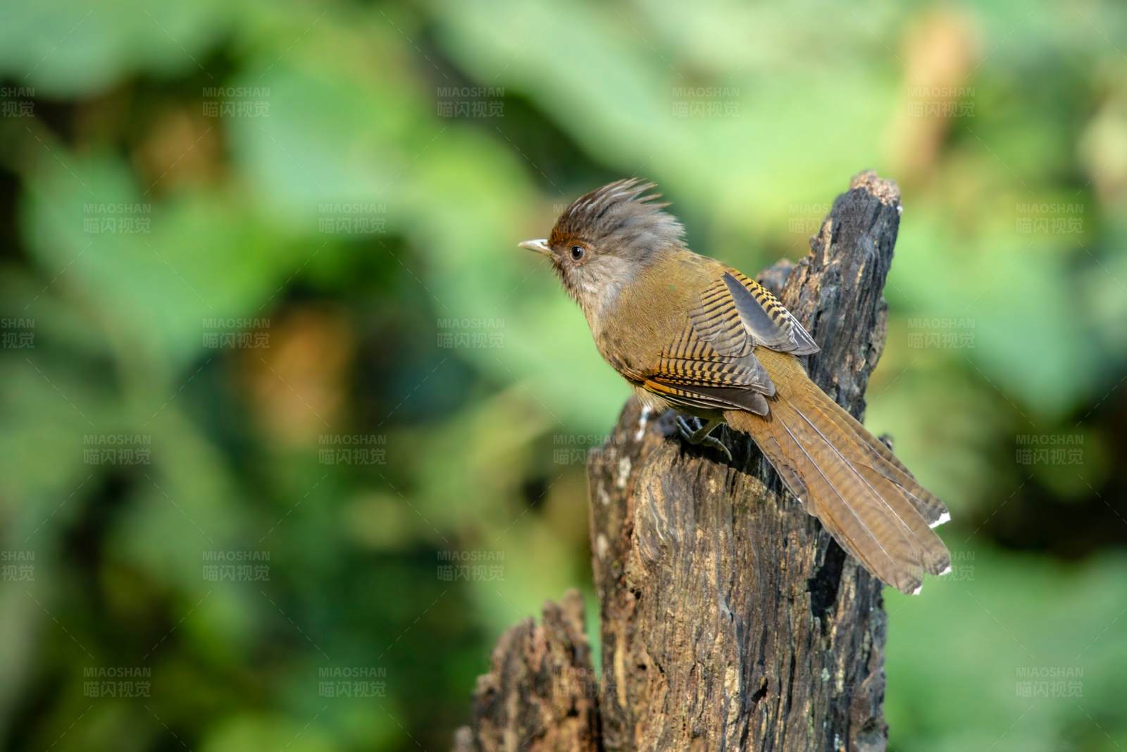 林间小鸟栖息记图片