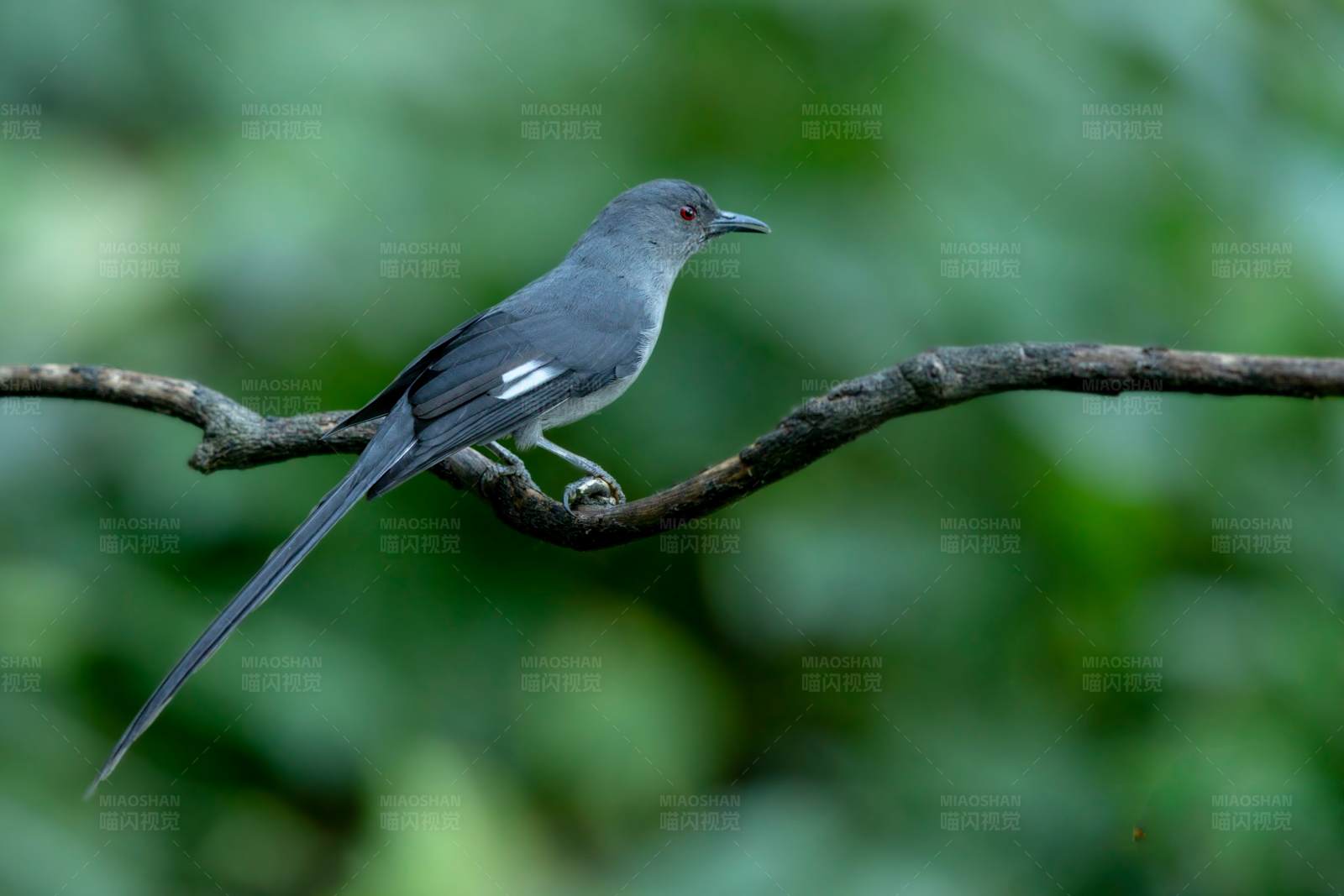 长尾奇鹛栖枝头图片