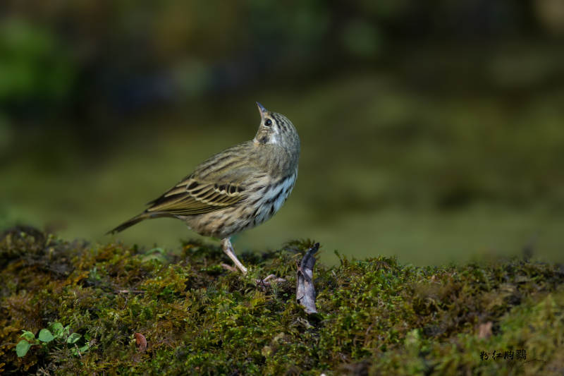 林间歌唱的小鸟叫树鹨图片