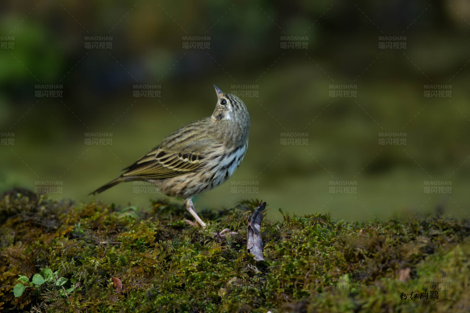 林间歌唱的小鸟叫树鹨图片