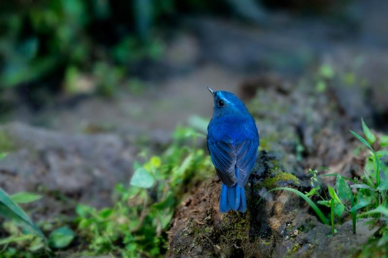 蓝眉林鸲栖息图片