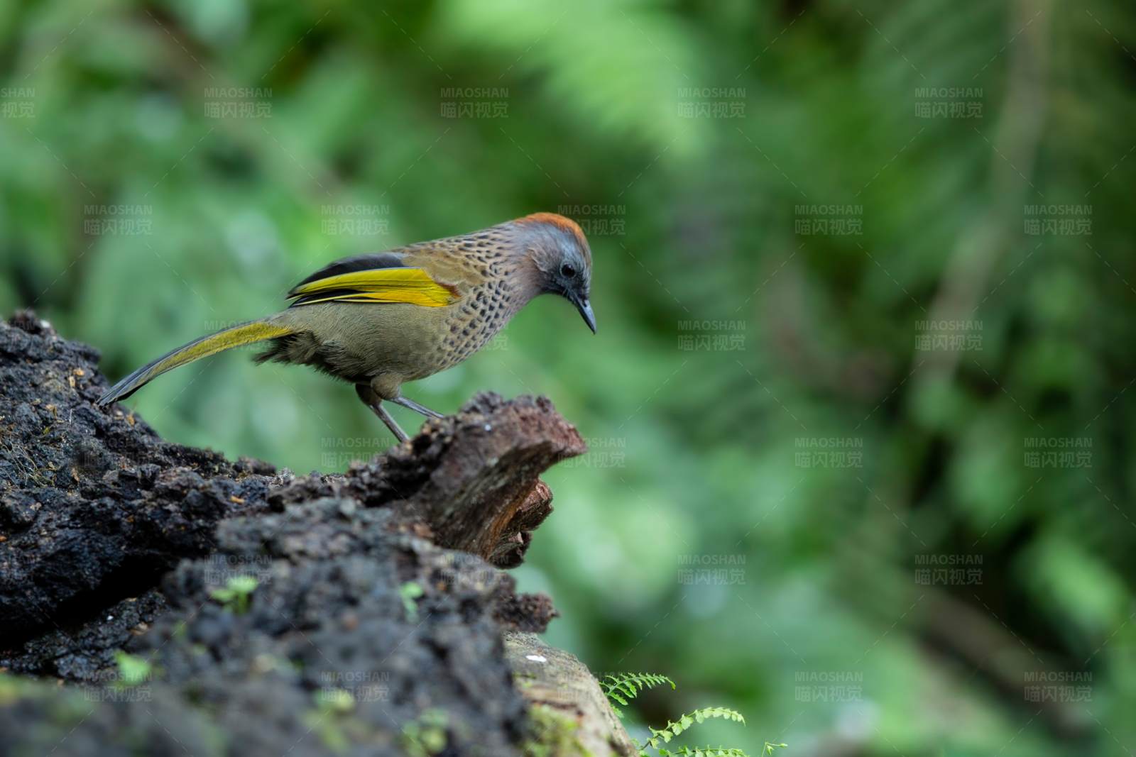 林间红头噪鹛栖息记图片