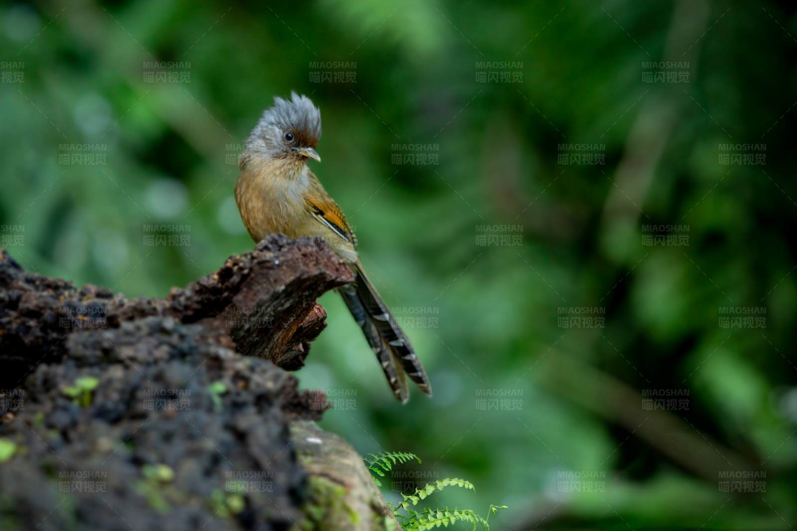 林间独鸟静谧图图片