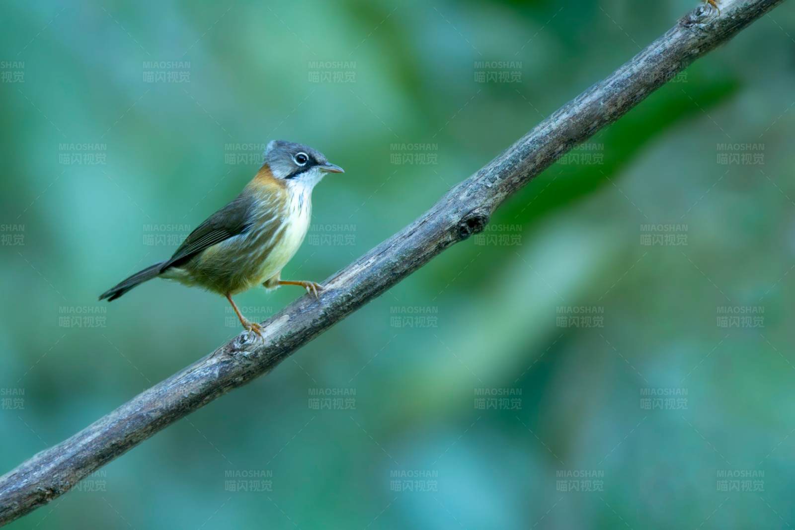 小鸟黄颈凤鹛栖枝头图片