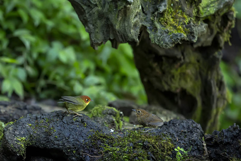 栗头地莺和小麟胸对峙图片