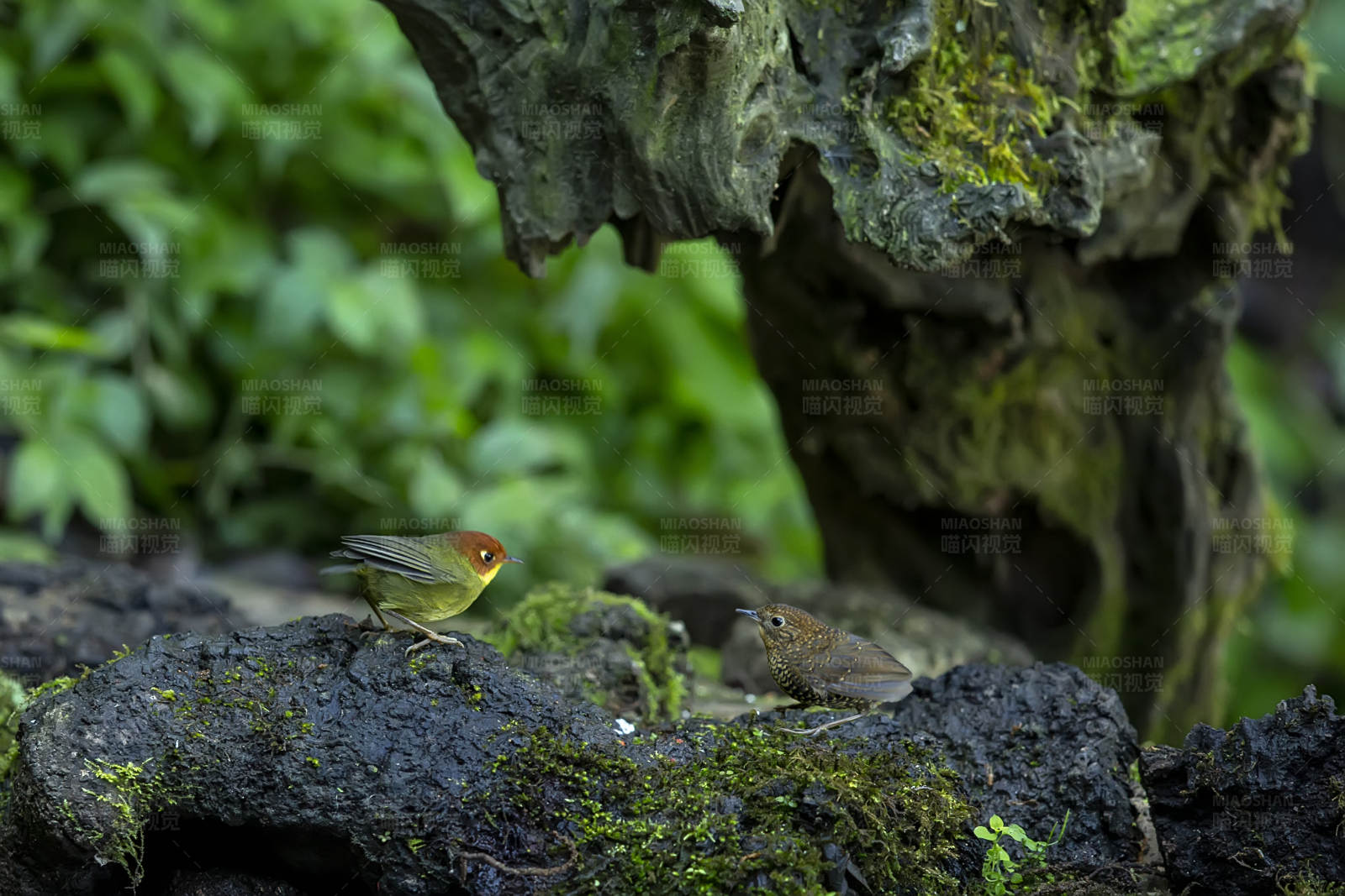 栗头地莺和小麟胸对峙图片