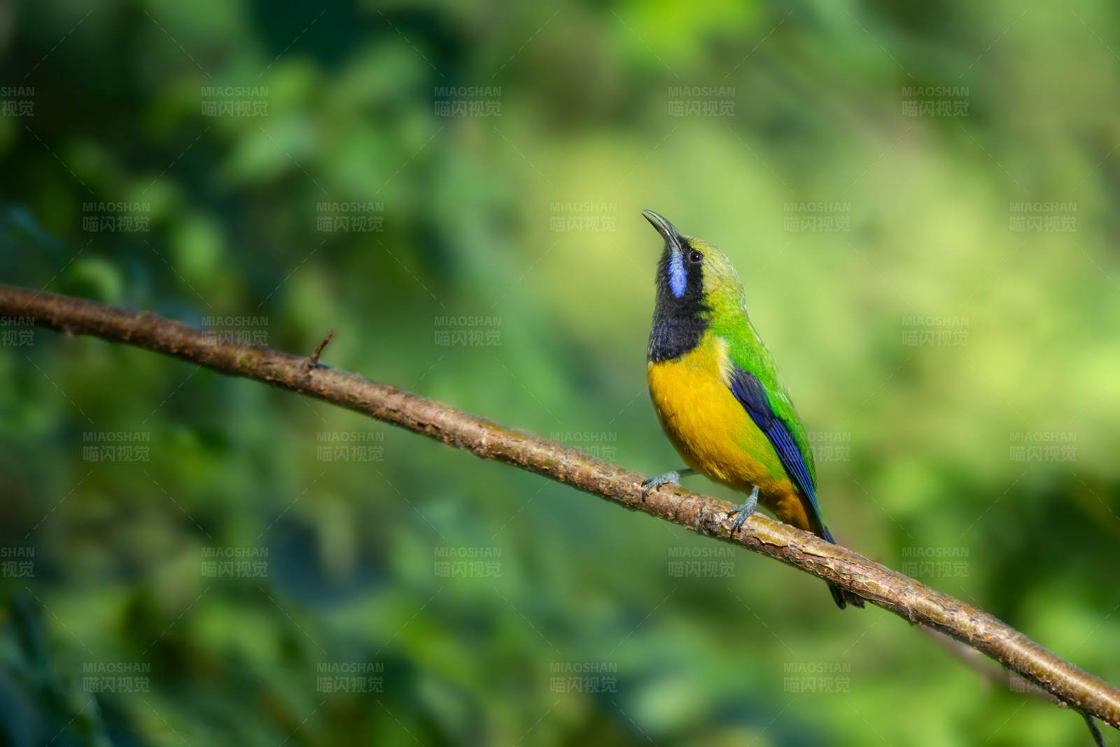 彩色小鸟栖息枝头图片