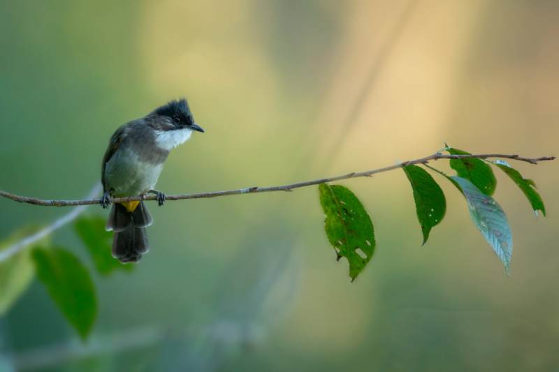 小鸟黄臀鹎栖息图片