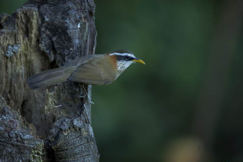 树干上的棕颈钩嘴鹛图片