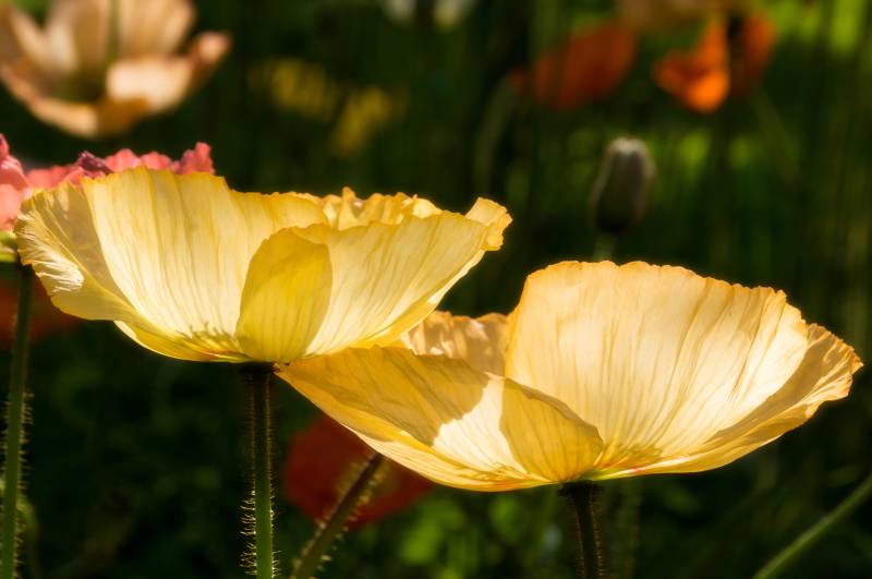 金色虞美人的温暖光辉图片