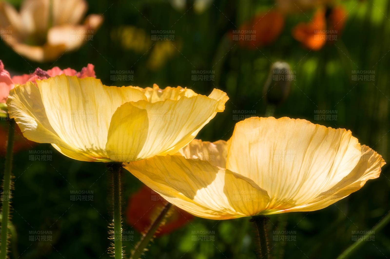 金色虞美人的温暖光辉图片