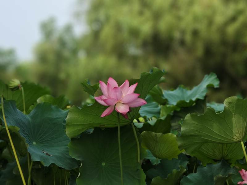 荷花独放绿叶间图片