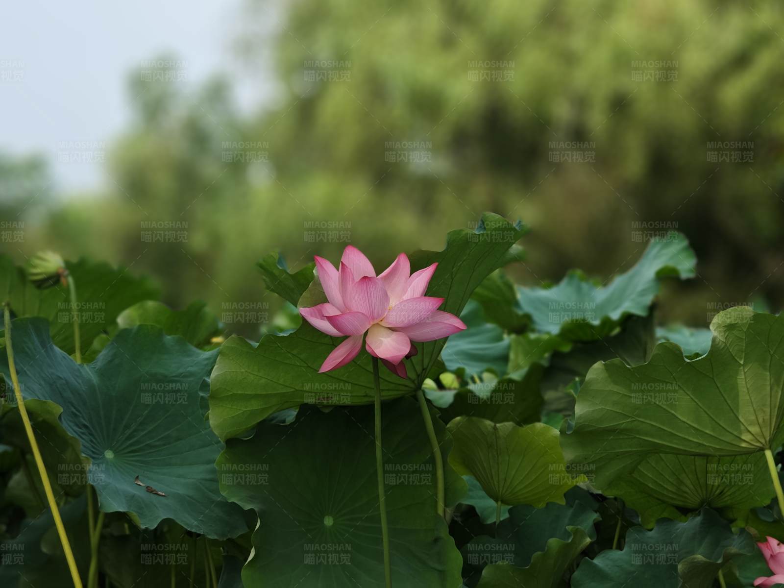 荷花独放绿叶间图片