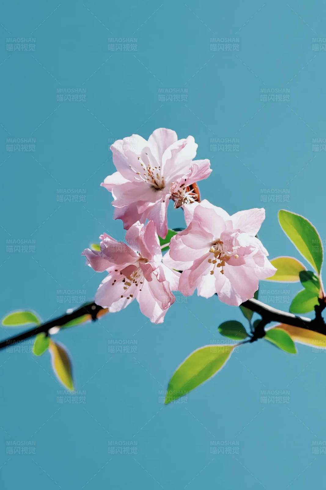 春日海棠绽放图片