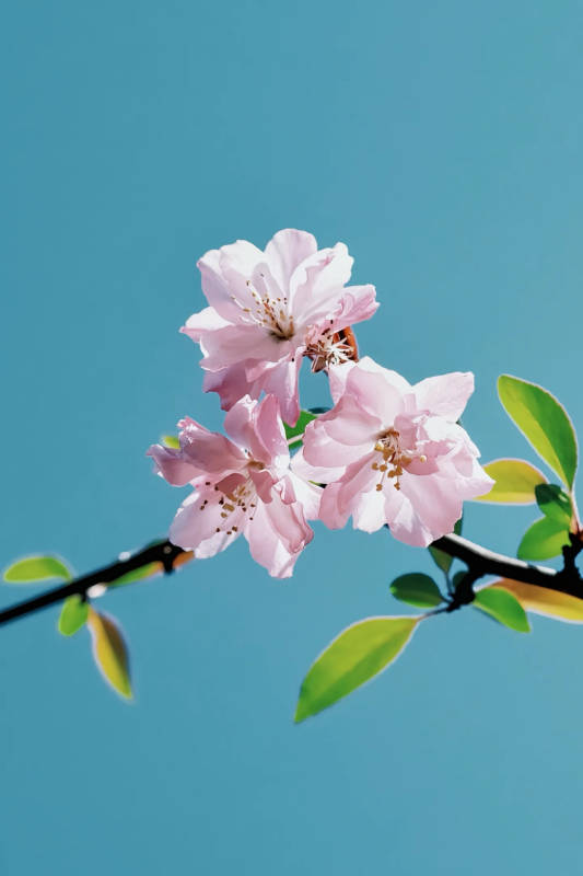 春日海棠绽放图片