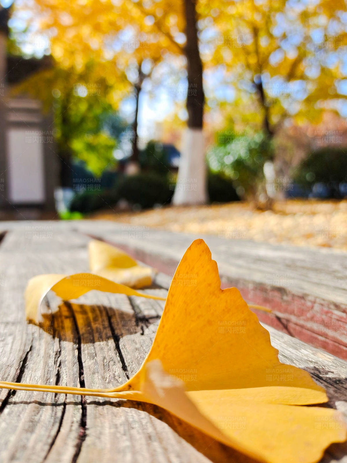 秋日银杏叶图片