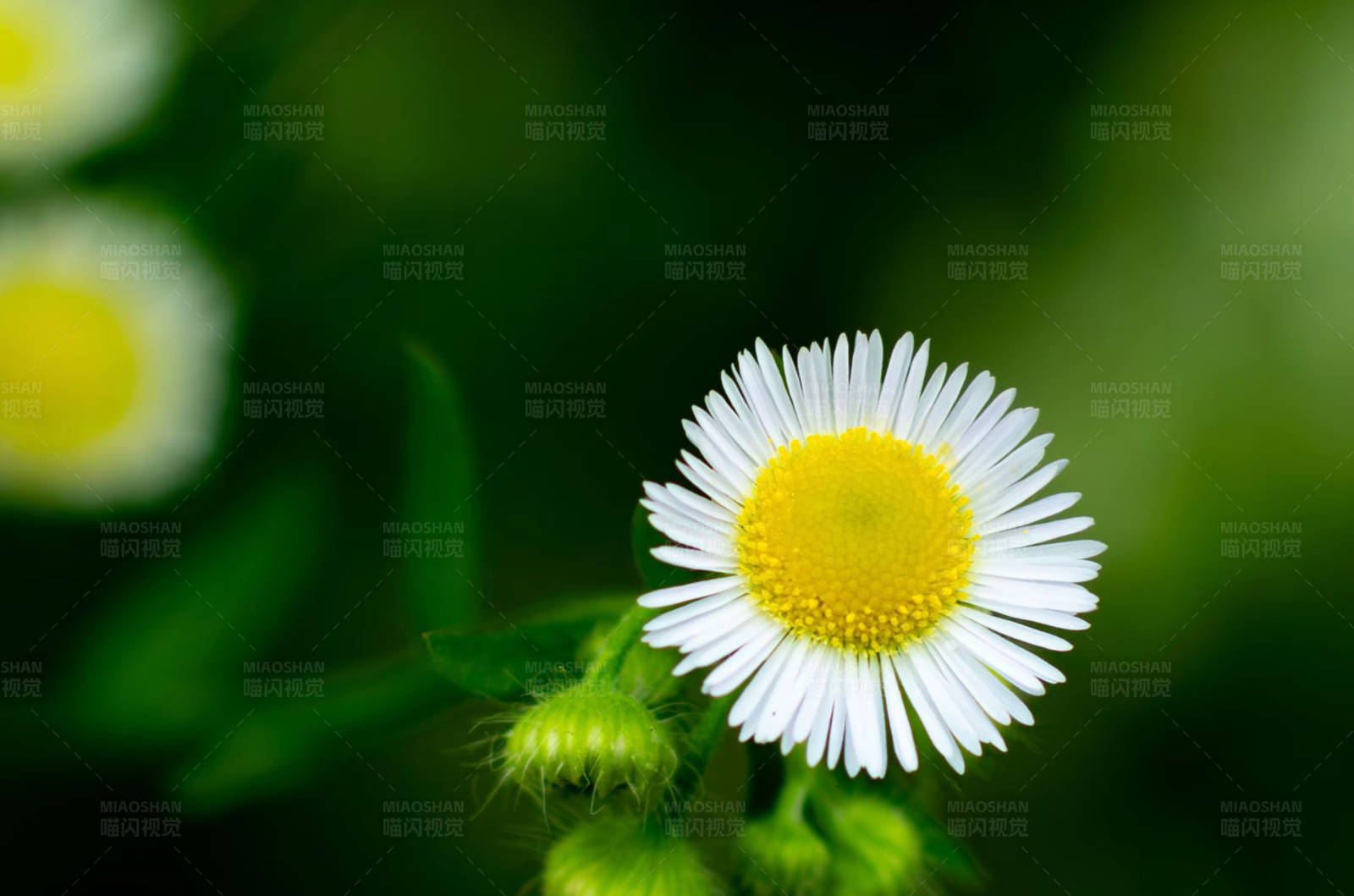 雏菊特写图片