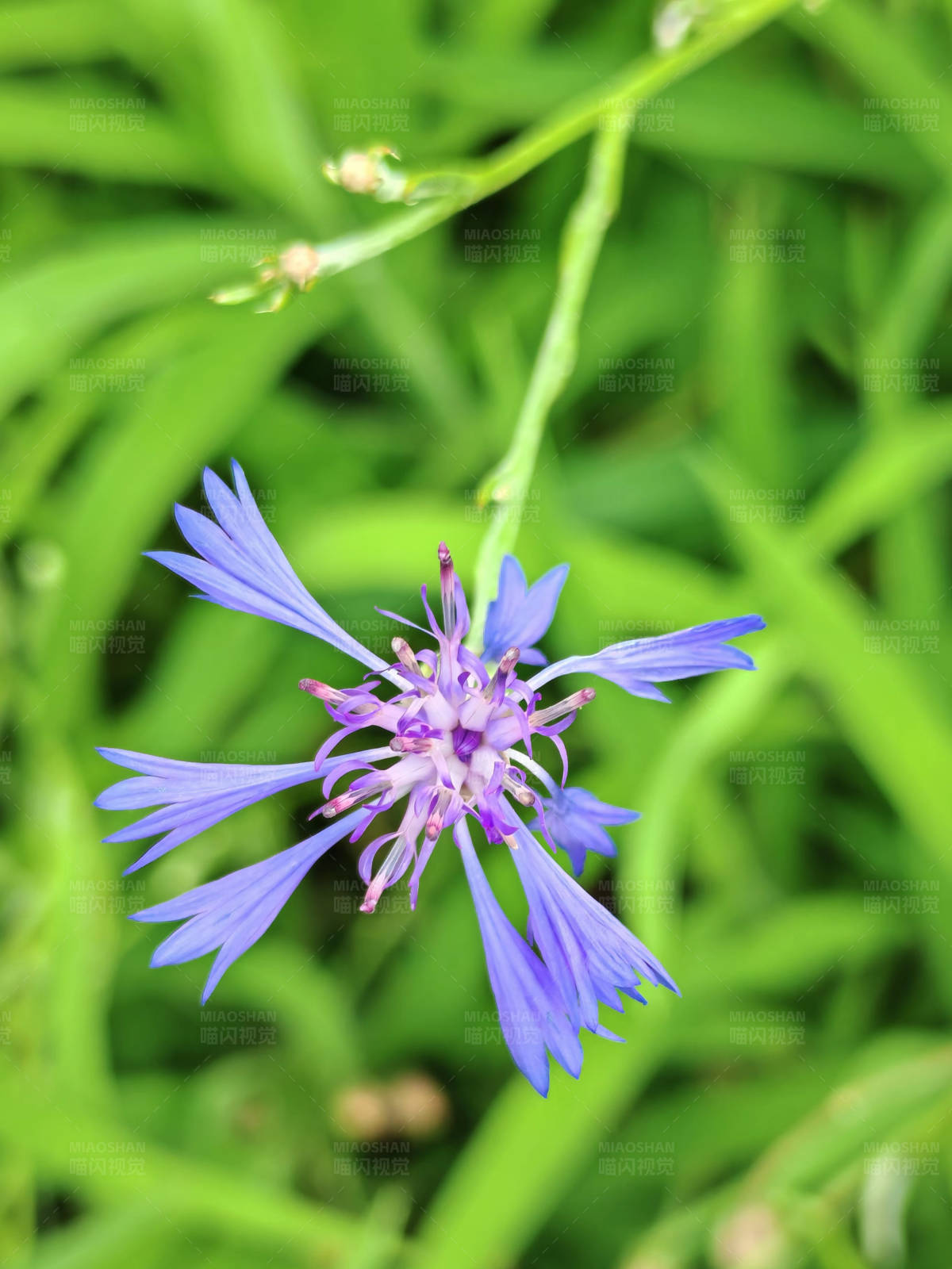 矢车菊在绿叶中图片