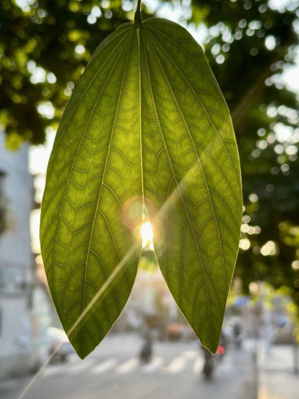 阳光穿透的绿叶图片